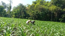 Babinsa Koramil 0810/10 Tanjunganom Dampingi Petani Bersihkan Gulma di Lahan Jagung