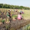 Dukung Ketahanan Pangan Nasional, Babinsa Koramil 0810/15 Rejoso Turun Langsung Bantu Petani Panen Bawang Merah