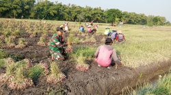 Dukung Ketahanan Pangan Nasional, Babinsa Koramil 0810/15 Rejoso Turun Langsung Bantu Petani Panen Bawang Merah