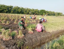 Dukung Ketahanan Pangan Nasional, Babinsa Koramil 0810/15 Rejoso Turun Langsung Bantu Petani Panen Bawang Merah