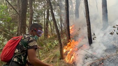 Lereng Wilis Terancam Api, 450 Personel Gabungan Turun Tangan Bangun Sekat Bakar