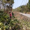 Singkirkan Pohon Tumbang dari Jalan, Babinsa Bajang dan Warga Bergerak Cepat Jaga Akses Tetap Aman