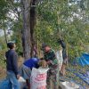 PETIK CENGKEH, PANEN HARAPAN! BABINSA SAWAHAN TURUN KE KEBUN DAMPINGI PETANI NGLIMAN TINGKATKAN HASIL PANEN