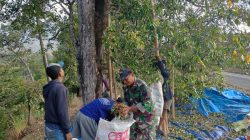 PETIK CENGKEH, PANEN HARAPAN! BABINSA SAWAHAN TURUN KE KEBUN DAMPINGI PETANI NGLIMAN TINGKATKAN HASIL PANEN