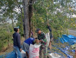 PETIK CENGKEH, PANEN HARAPAN! BABINSA SAWAHAN TURUN KE KEBUN DAMPINGI PETANI NGLIMAN TINGKATKAN HASIL PANEN