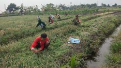 Tak Kenal Lelah Dampingi Petani, Babinsa Koramil 0810/15 Rejoso Bantu Panen Bawang Merah di Desa Binaan