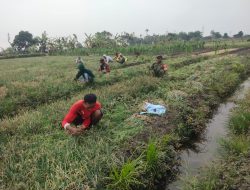 Tak Kenal Lelah Dampingi Petani, Babinsa Koramil 0810/15 Rejoso Bantu Panen Bawang Merah di Desa Binaan